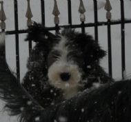 01.12.2010 Lulu just loves the snow
